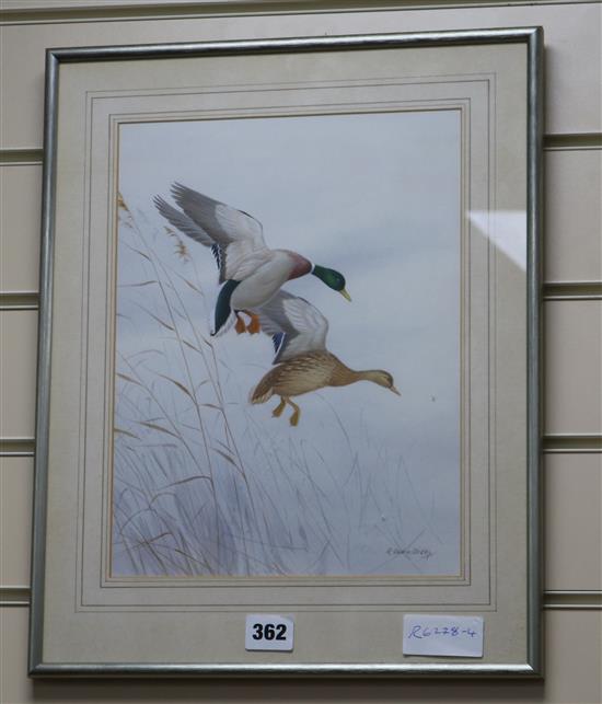 Ronald David Digby, watercolour with bodycolour, two Mallard ducks in flight and pencil sketch of a Long-eared owl 30.5 x 22.5cm and 30